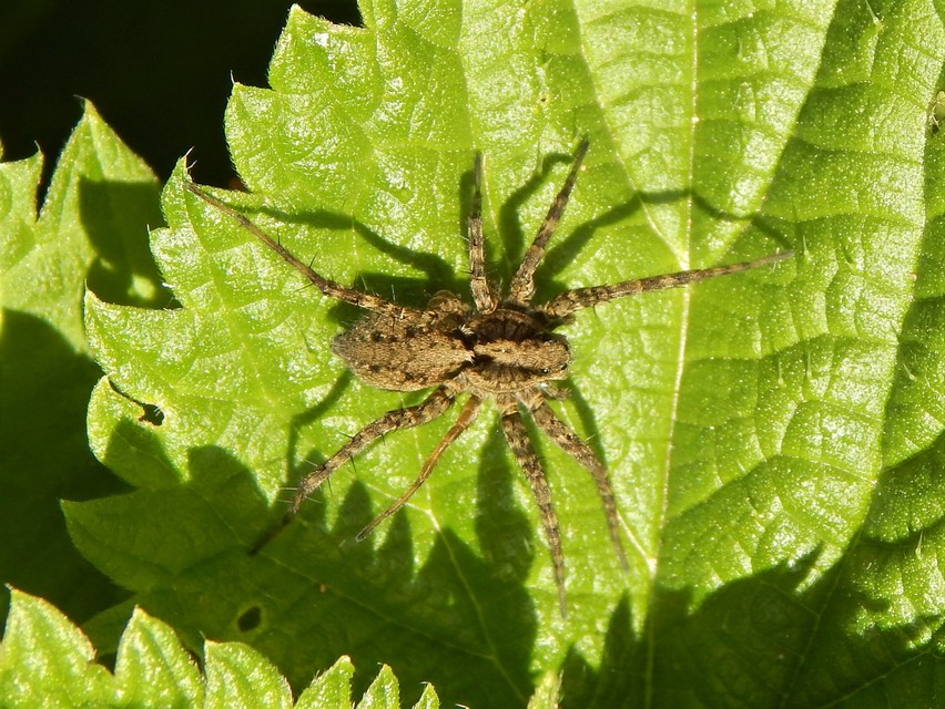 Araneae - Pókok