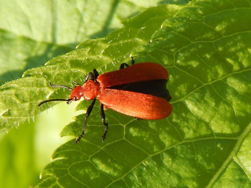 Pyrochroa serraticornis - közép-bíborbogár