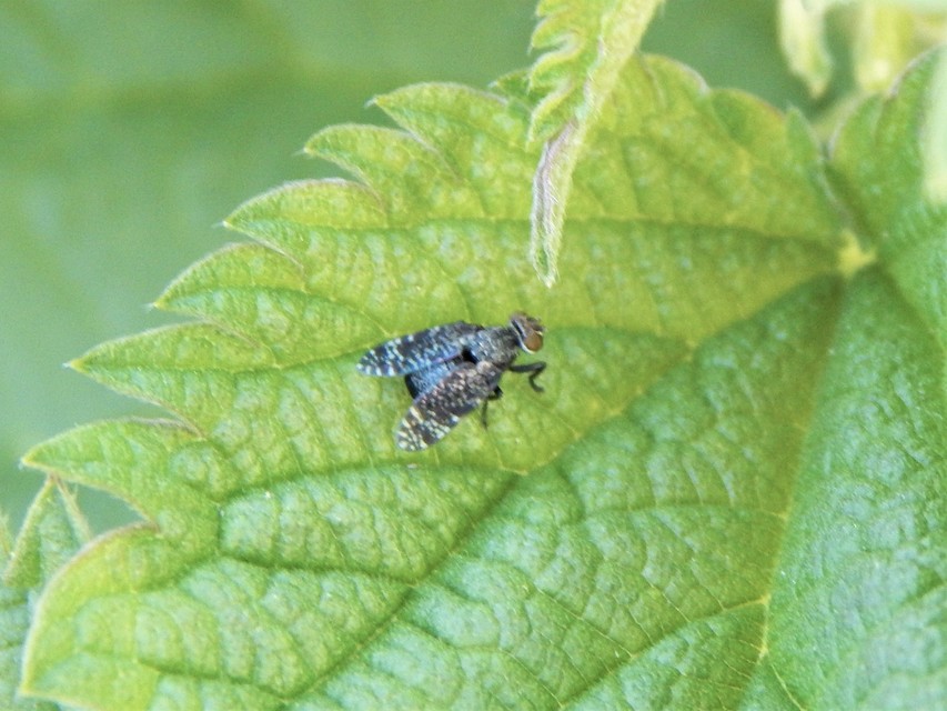 Platystoma