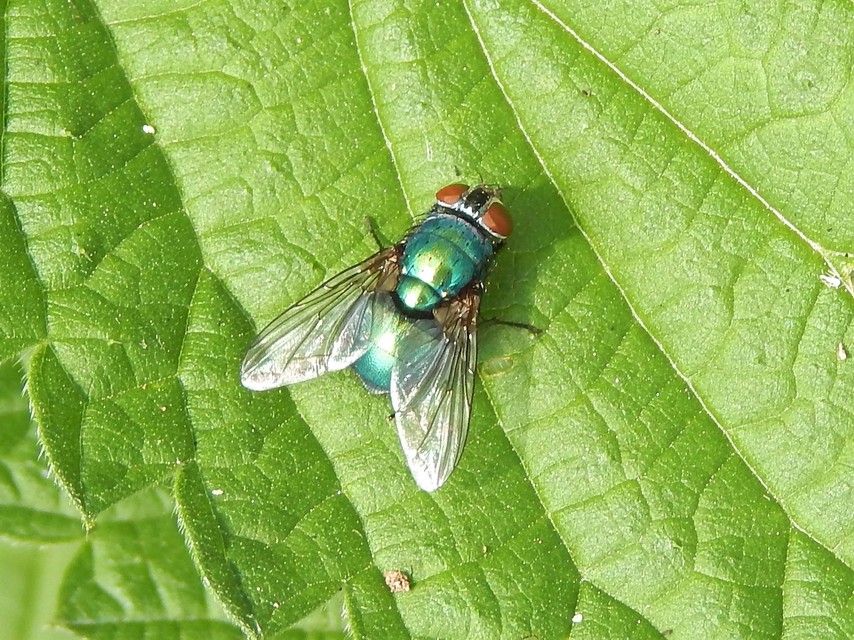 Diptera - Kétszárnyúak