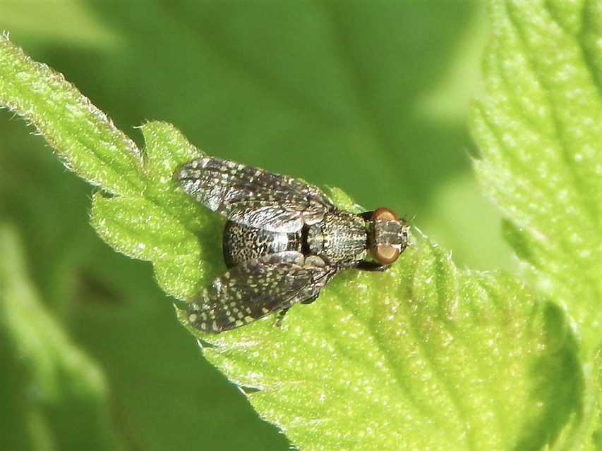 Platystoma