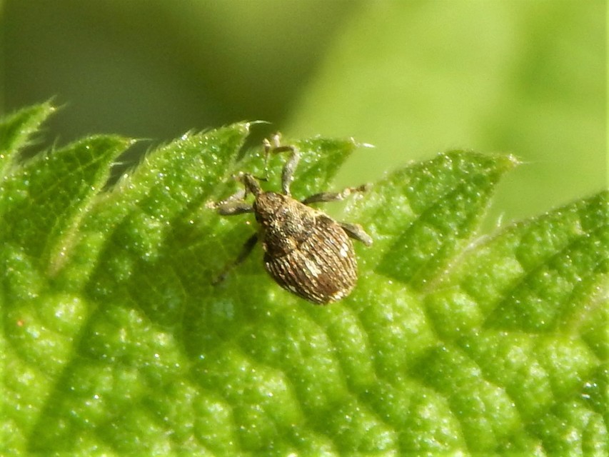 Nedyus quadrimaculatus - közönséges csalánormányos