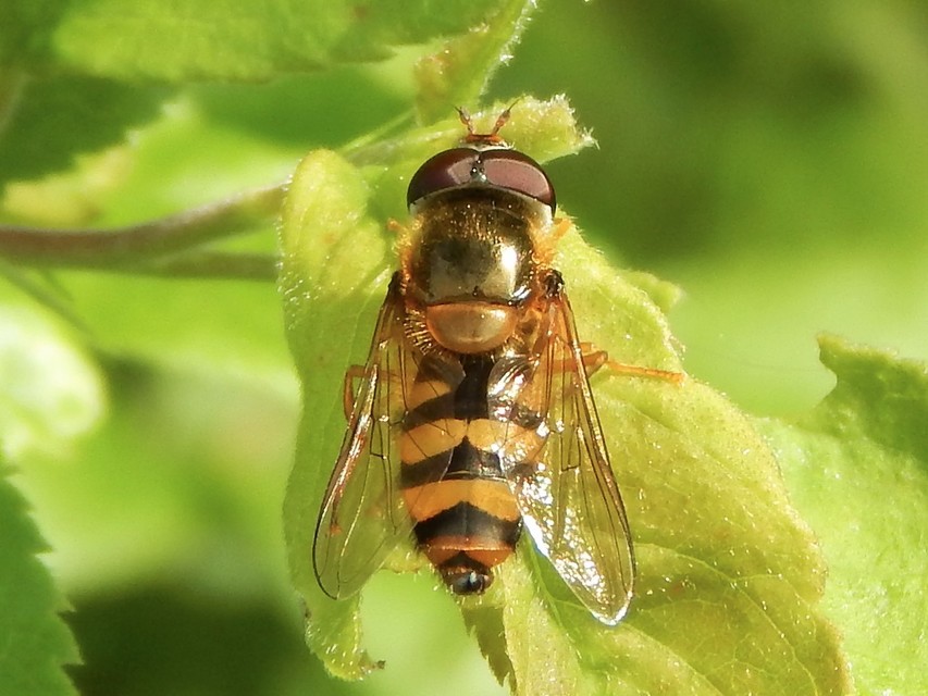 Syrphidae - zengőlegyek