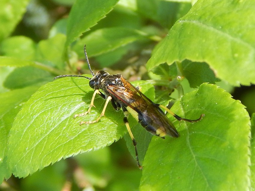 Hymenoptera - Hártyásszárnyúak