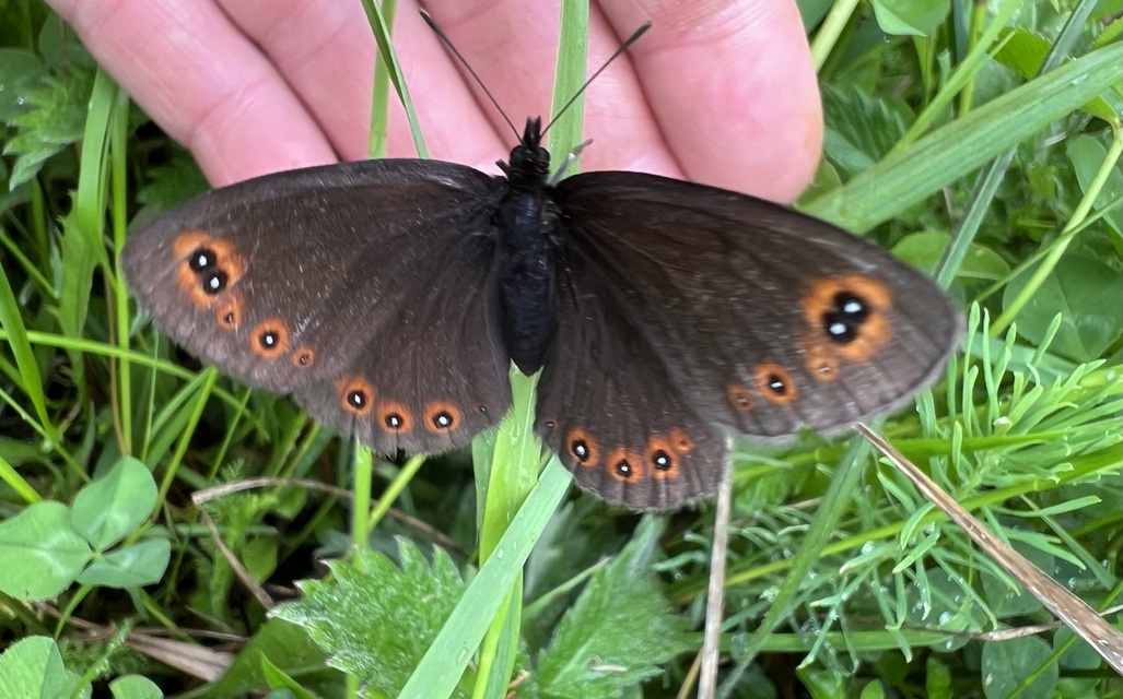 Erebia medusa - tavaszi szerecsenlepke