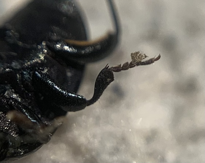 Pedinus femoralis - gyökérrágó gyászbogár