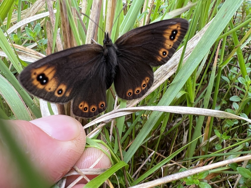 Erebia medusa - tavaszi szerecsenlepke