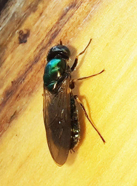 Stratiomyidae - katonalégyfélék