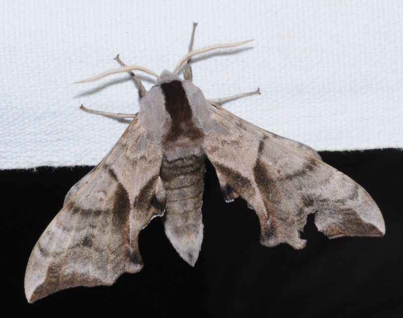 Smerinthus ocellatus - esti pávaszem
