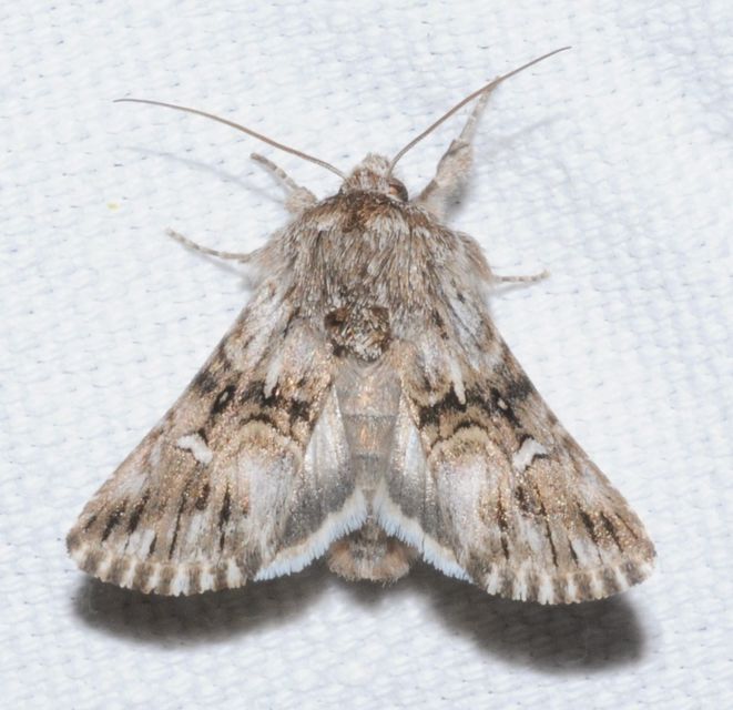 Calophasia lunula - gyújtoványfű-apróbagoly