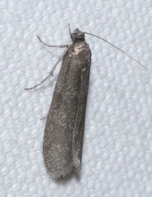 Episcythrastis tetricella - tavaszi karcsúmoly