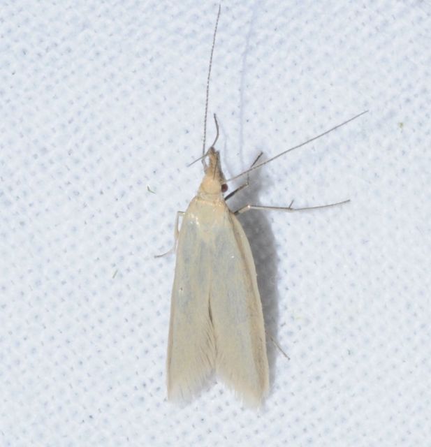 Pleurota