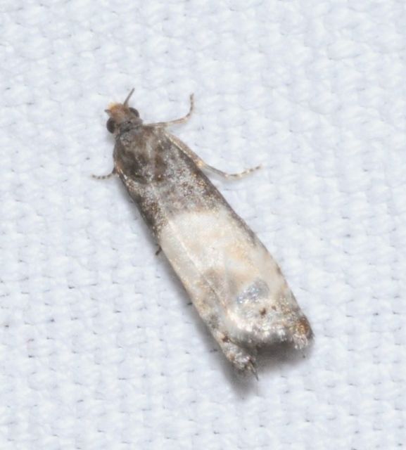 Notocelia cynosbatella - rózsahajtás-tükrösmoly