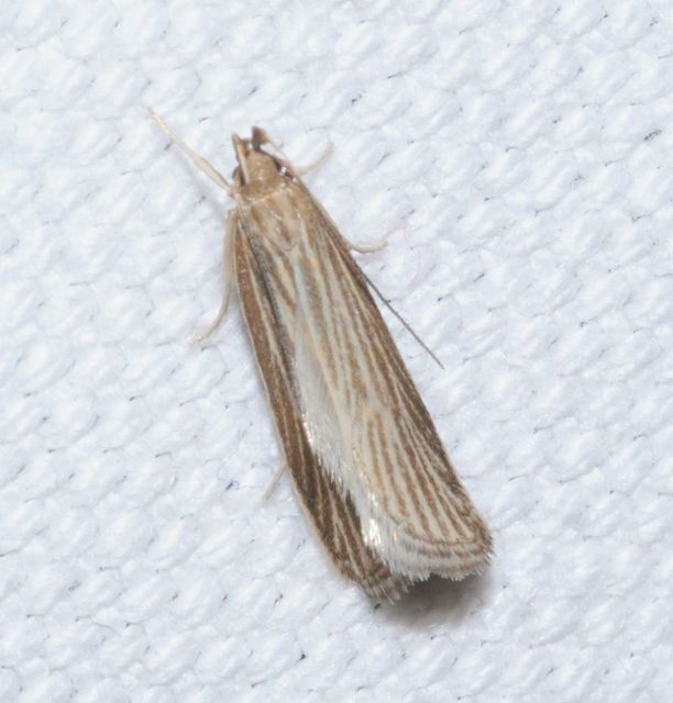 Helcystogramma arulensis - ritka lápimoly