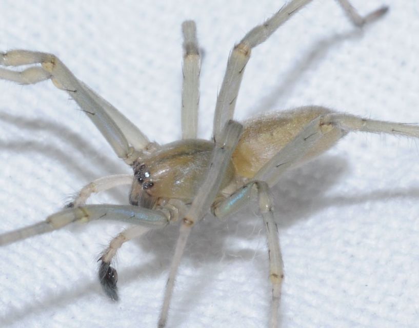 Cheiracanthium