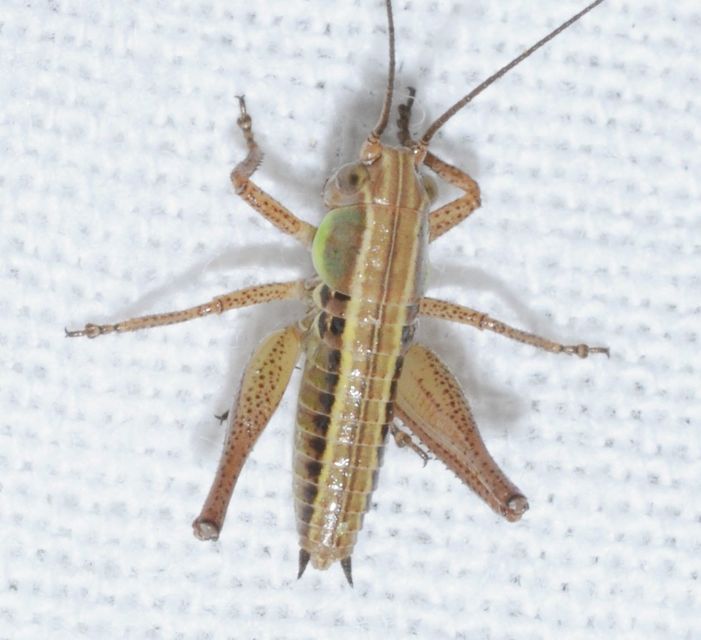 Roeseliana roeselii - Rösel-rétiszöcske