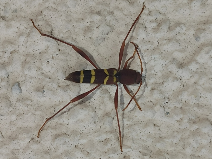 Neoclytus acuminatus - amerikai darázscincér