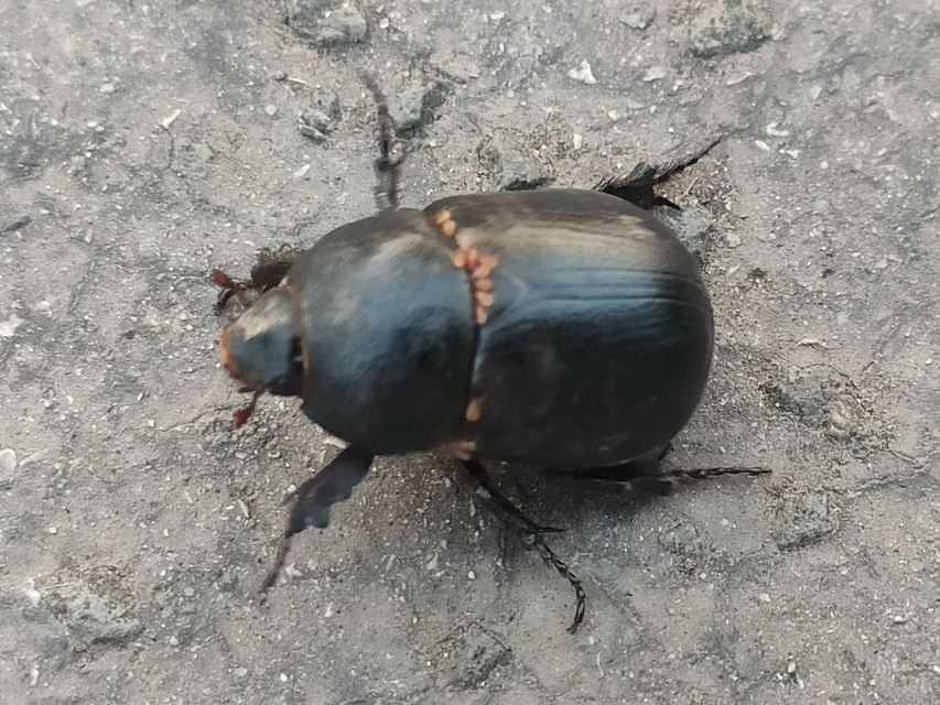 Pentodon idiota - butabogár