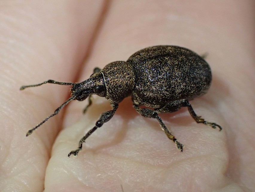 Otiorhynchus ligustici - vincellér-gyalogormányos