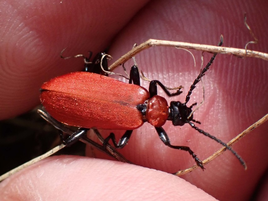 Pyrochroa coccinea - nagy bíborbogár