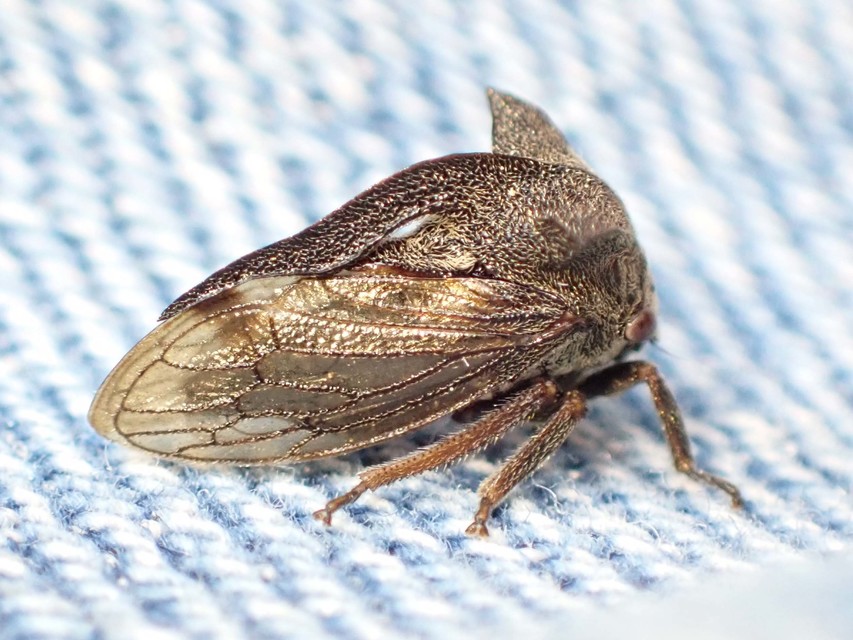 Centrotus cornutus - szarvaskabóca