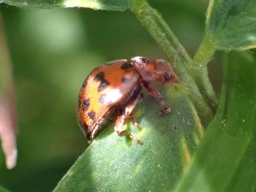 Subcoccinella vigintiquatuorpunctata - lucernaböde