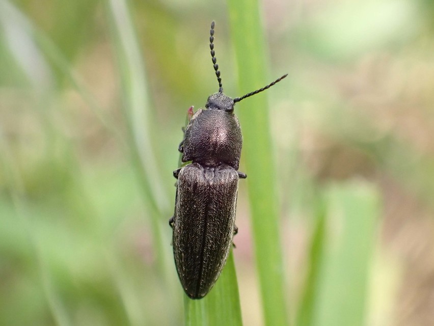 Cidnopus pilosus - szőrös pattanó