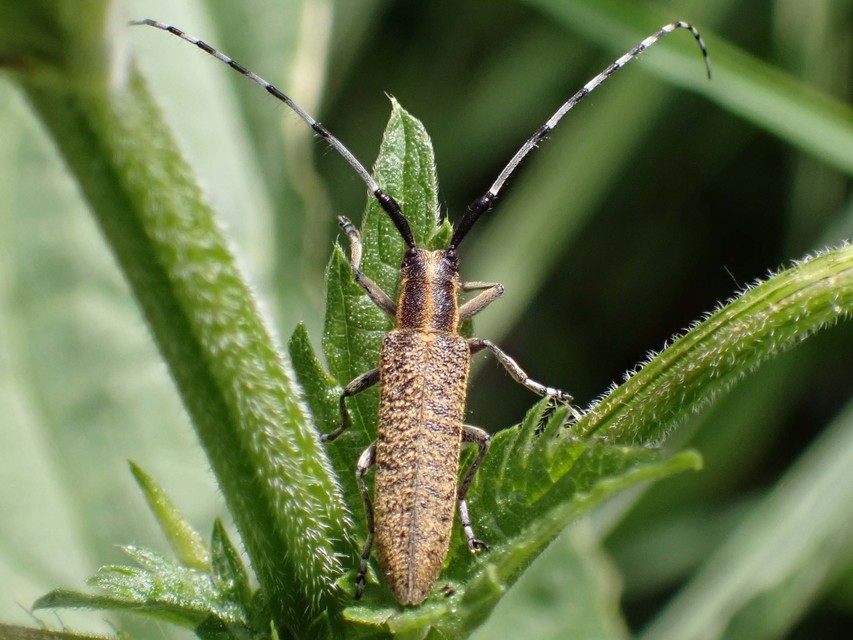 Agapanthia villosoviridescens - fehérgyűrűs bogáncscincér