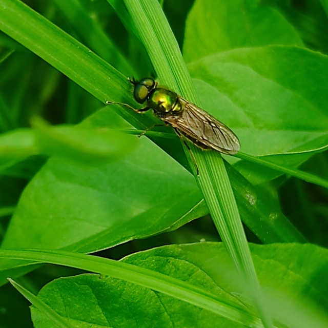 Chloromyia formosa - közönséges fémeslégy