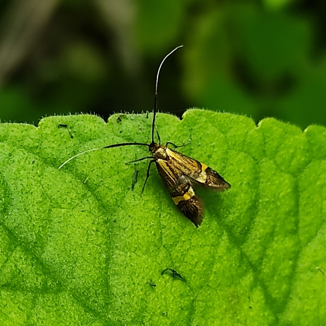 Nemophora degeerella - pompás tőrösmoly