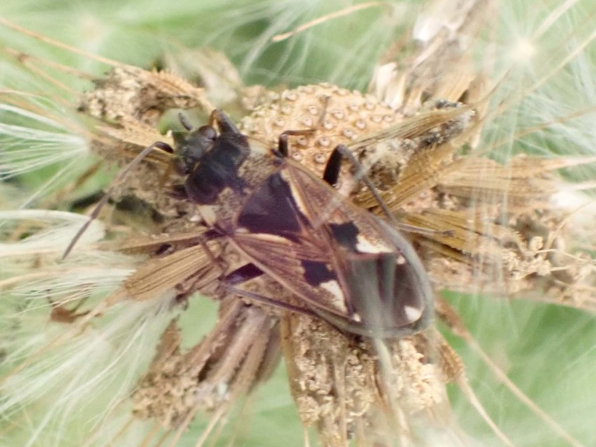 Rhyparochromus vulgaris - közönséges díszesbodobács