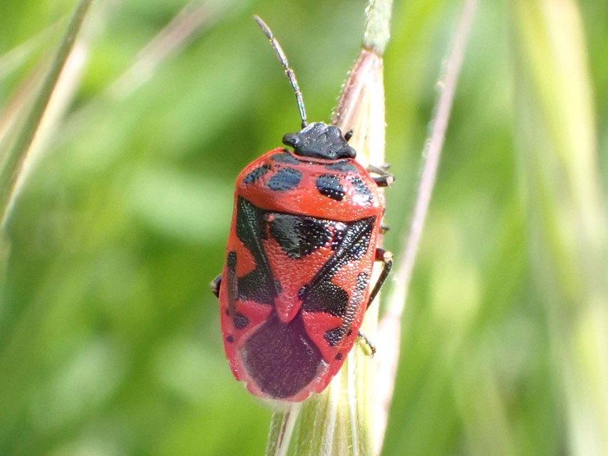 Eurydema ornata - díszespoloska