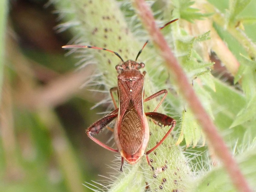 Camptopus lateralis - görbelábú karimáspoloska