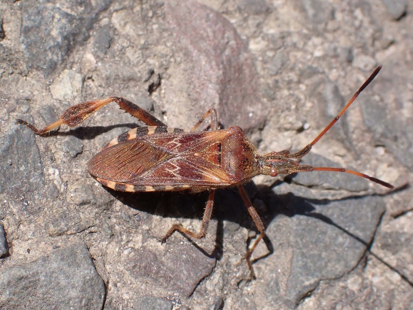 Leptoglossus occidentalis - nyugati levéllábú poloska
