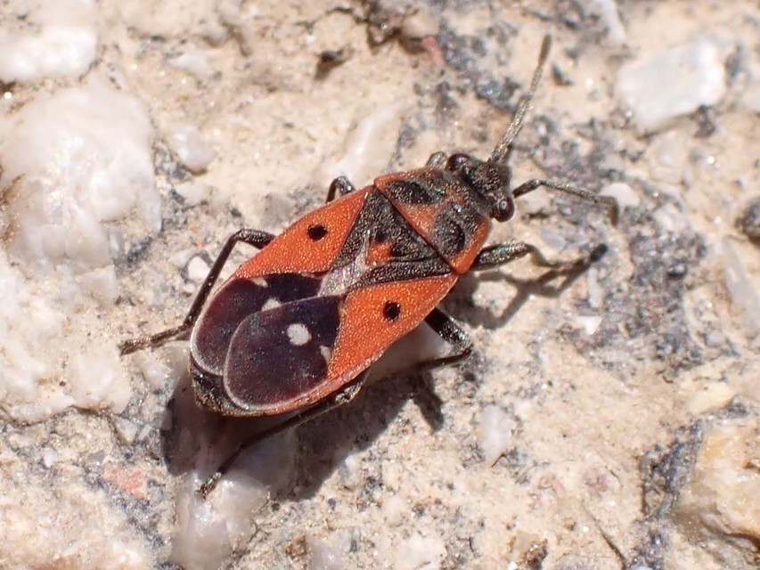 Melanocoryphus tristrami