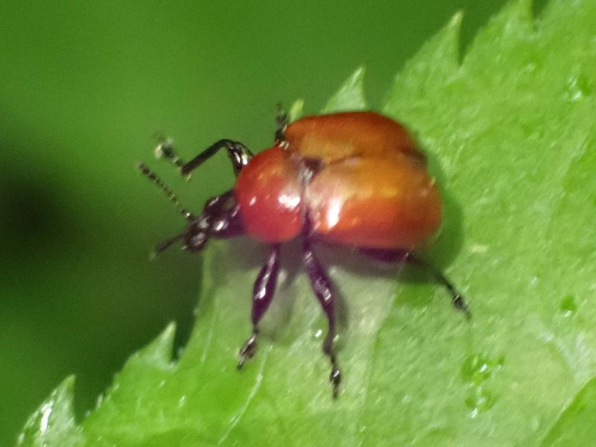Attelabus nitens - tölgy-levélsodró