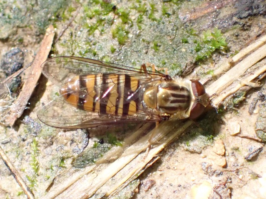 Episyrphus balteatus - ékfoltos zengőlégy Episyrphus balteatus - ékfoltos zengőlégy
