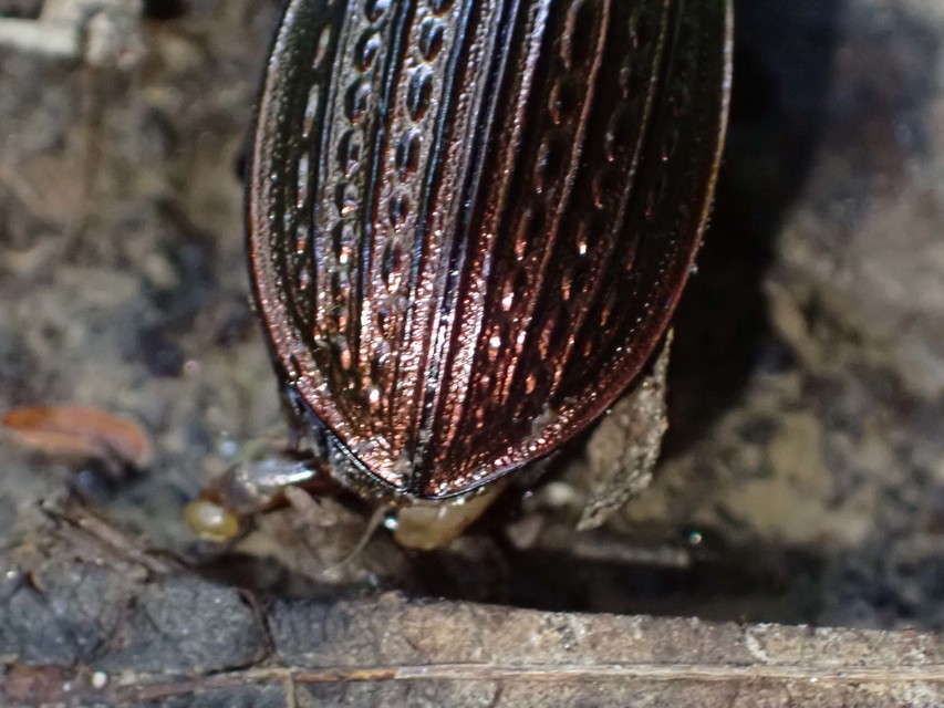 Carabus ulrichii - rezes futrinka Carabus ulrichii - rezes futrinka