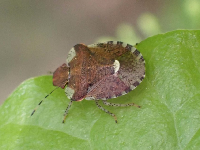 Dyroderes umbraculatus Dyroderes umbraculatus