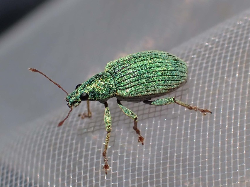 Polydrusus formosus - selymes lombormányos
