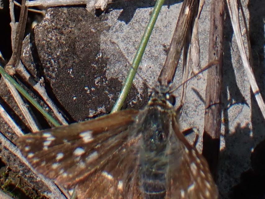 Spialia orbifer - törpe busalepke