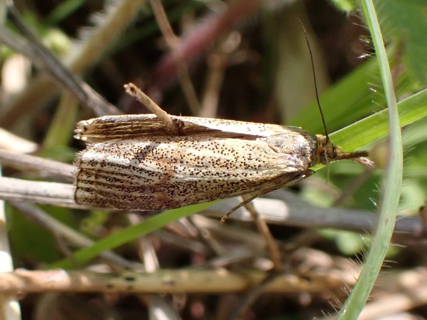 Thisanotia chrysonuchella - tavaszi fűgyökérmoly