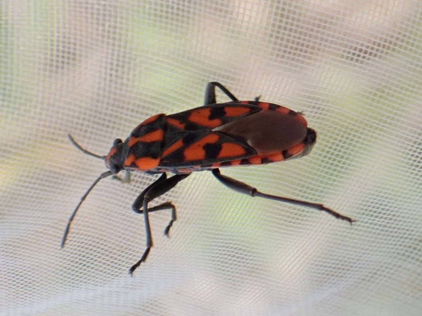 Spilostethus saxatilis - virágbodobács