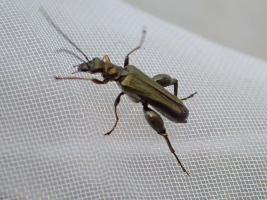Oedemera flavipes - sárgalábú álcincér Oedemera flavipes - sárgalábú álcincér
