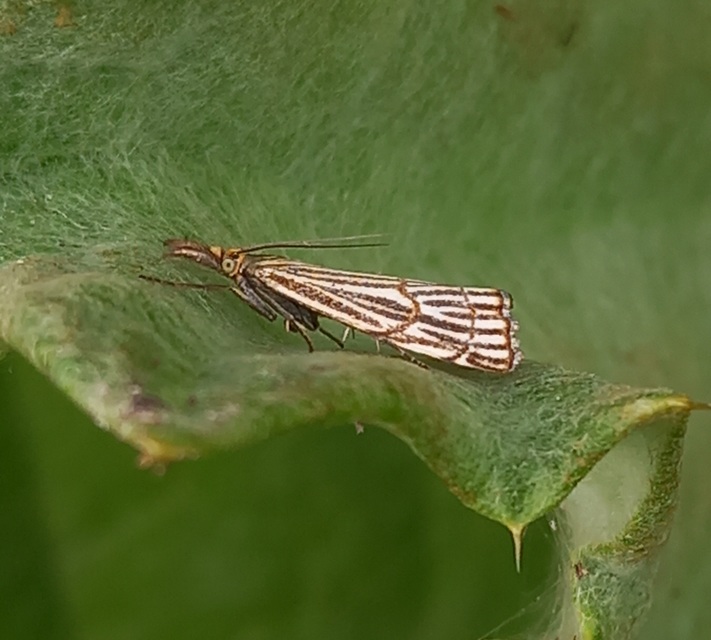 Chrysocramboides craterella - rácsos fűgyökérmoly