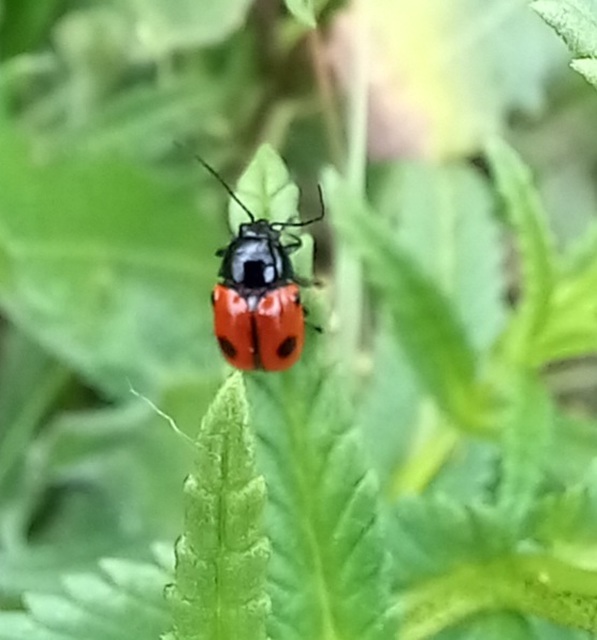 Cryptocephalus bipunctatus - kétpettyes zömökbogár