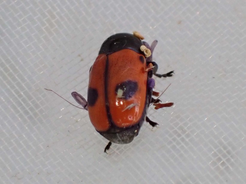 Cryptocephalus bipunctatus - kétpettyes zömökbogár