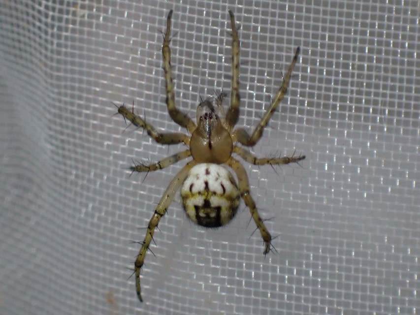 Mangora acalypha - réti keresztespók