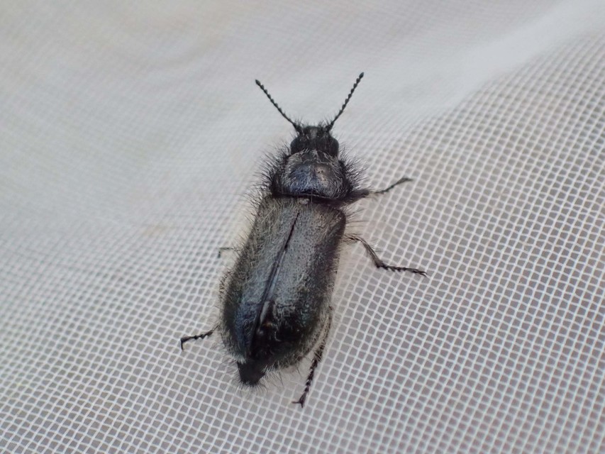 Enicopus pilosus - bundás karimásbogár