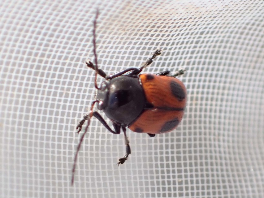Cryptocephalus bipunctatus - kétpettyes zömökbogár